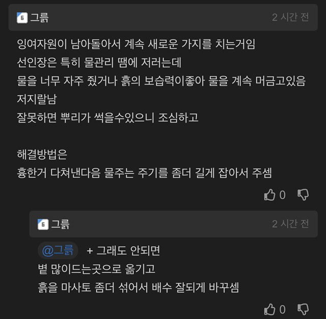 키우는 선인장이 이상해요ㅠㅠ.jpg | 인스티즈
