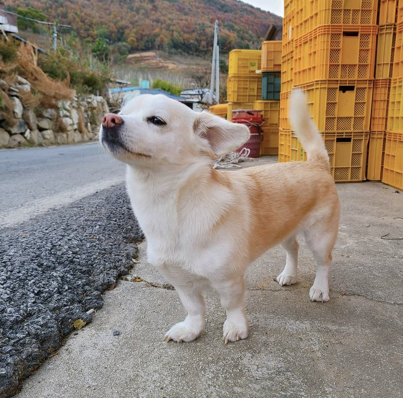 한 때 대한민국에서 모르는 사람이 없던 강아지 | 인스티즈
