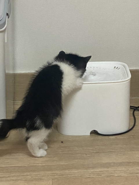 울고양이 성장과정..(사진많음주의) | 인스티즈