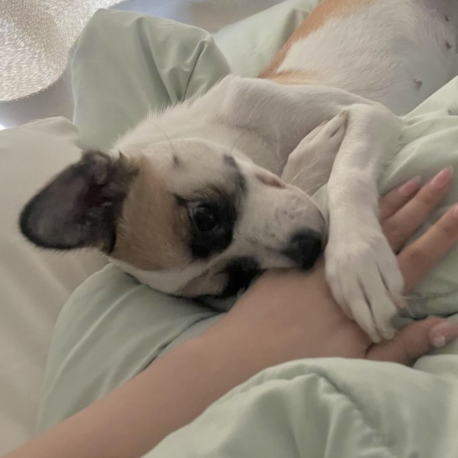 한국에서 너구리 키우기 합법임ㅇㅇ 🤎너구리믹스 모키의 가족을 찾아요! | 인스티즈