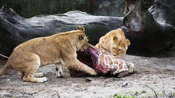 일부 혹은 많은 유럽 동물원에서 관행처럼 벌어지는 일 (죽은 동물 사진 주의) | 인스티즈