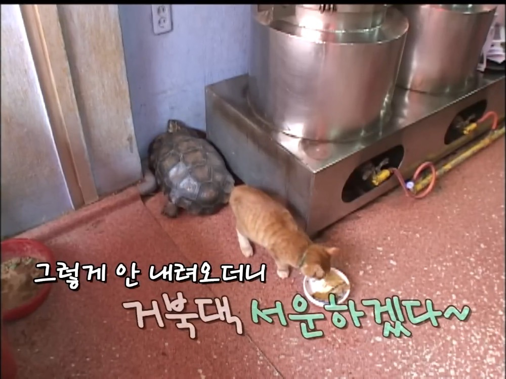 거북이 오너 고양이 | 인스티즈