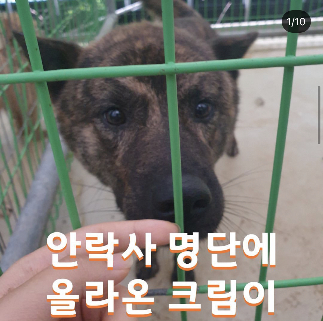 안락사 명단에 올라온 크림이가 처음으로 활짝 웃음을 지었어요 | 인스티즈