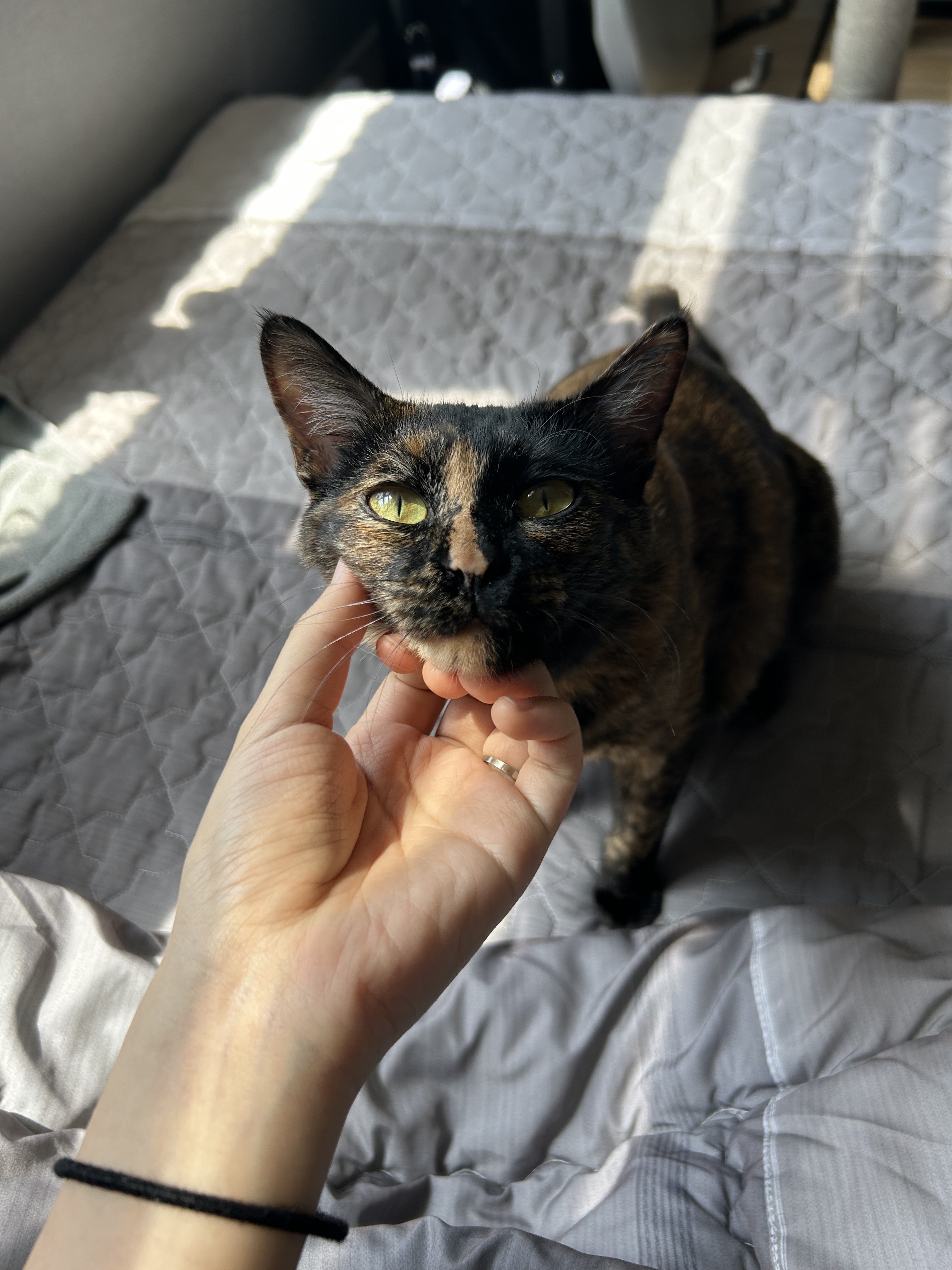 (입홍)✨ 도도한 외모지만 사람이 너무 좋은 개냥이남매 가족을 찾아요 ✨ | 인스티즈