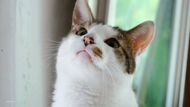 유튜버 haha ha네 고양이 무 얼핏 닮은 것 같은 여배우...jpg | 인스티즈