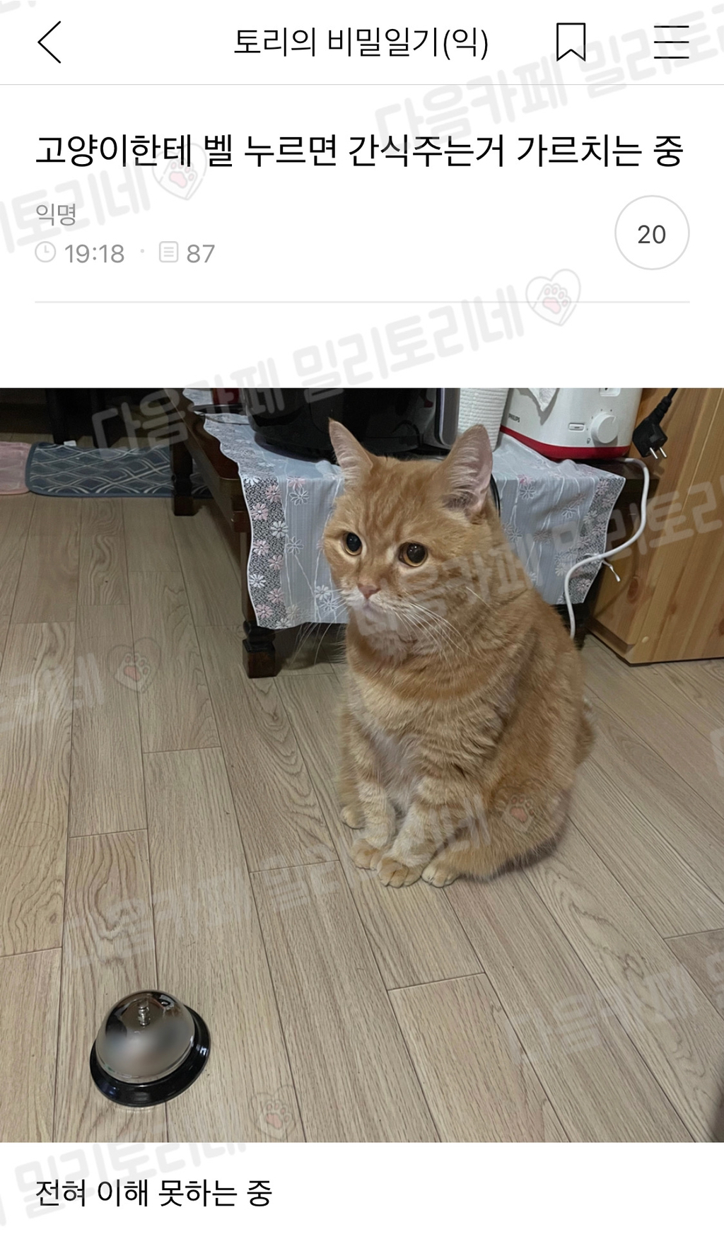 [냥귀염] 고양이한테 벨 누르면 간식주는거 가르치는 중 | 인스티즈