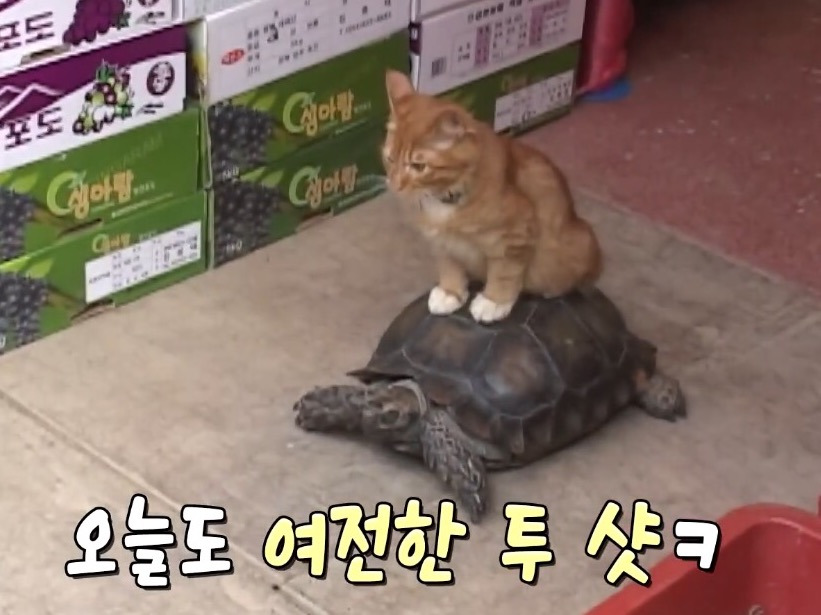 거북이 오너 고양이 | 인스티즈