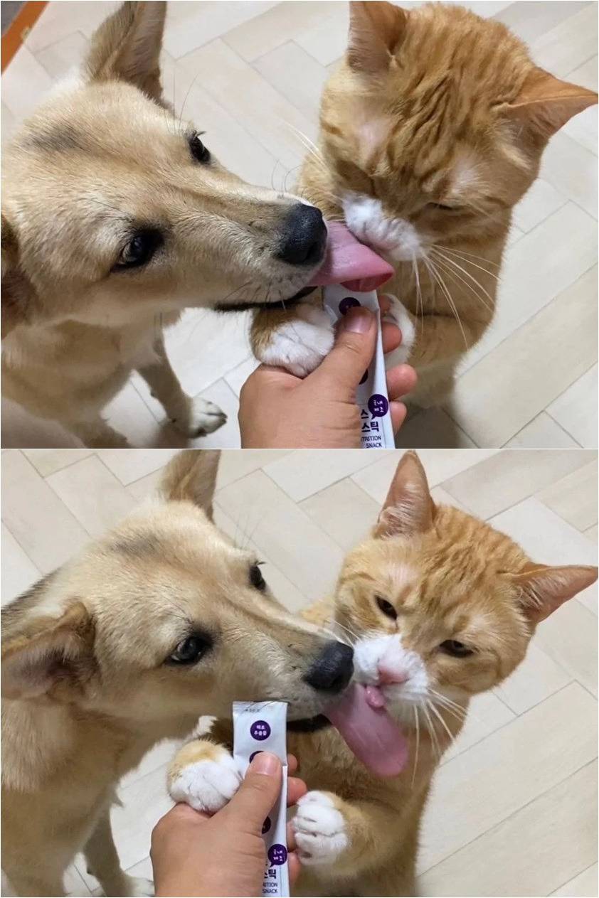 강아지와 고양이 혀 크기 차이 | 인스티즈