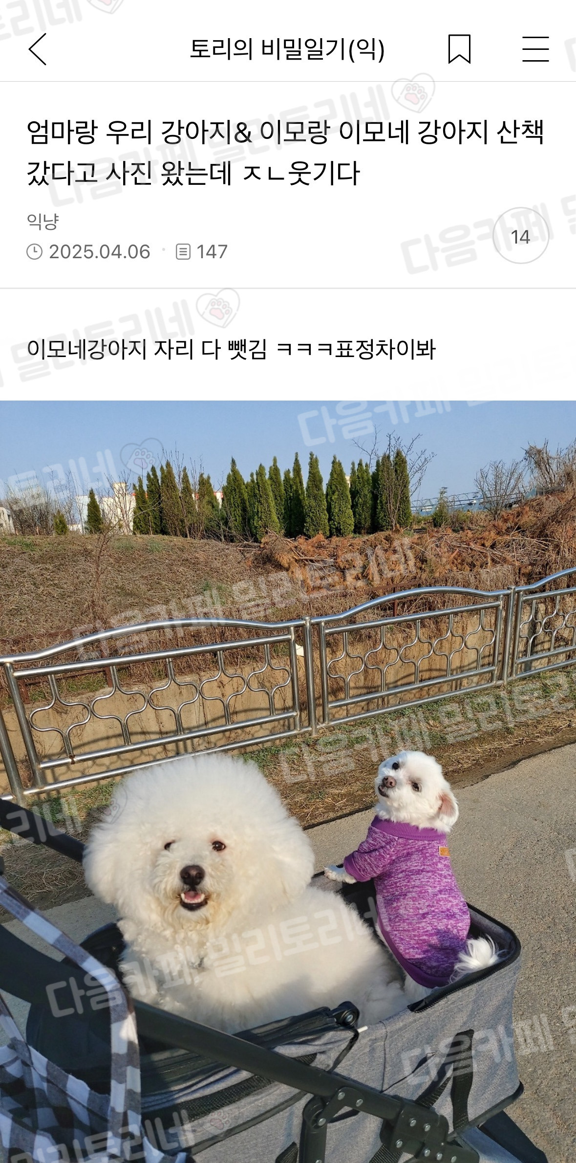 우리 강아지랑 이모네 강아지 같이 산책 갔는데 | 인스티즈