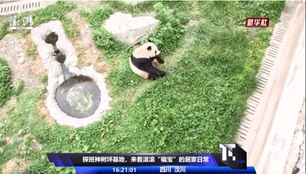 푸바오한테 사과 땅에 던져서 주는 중국 사육사 | 인스티즈