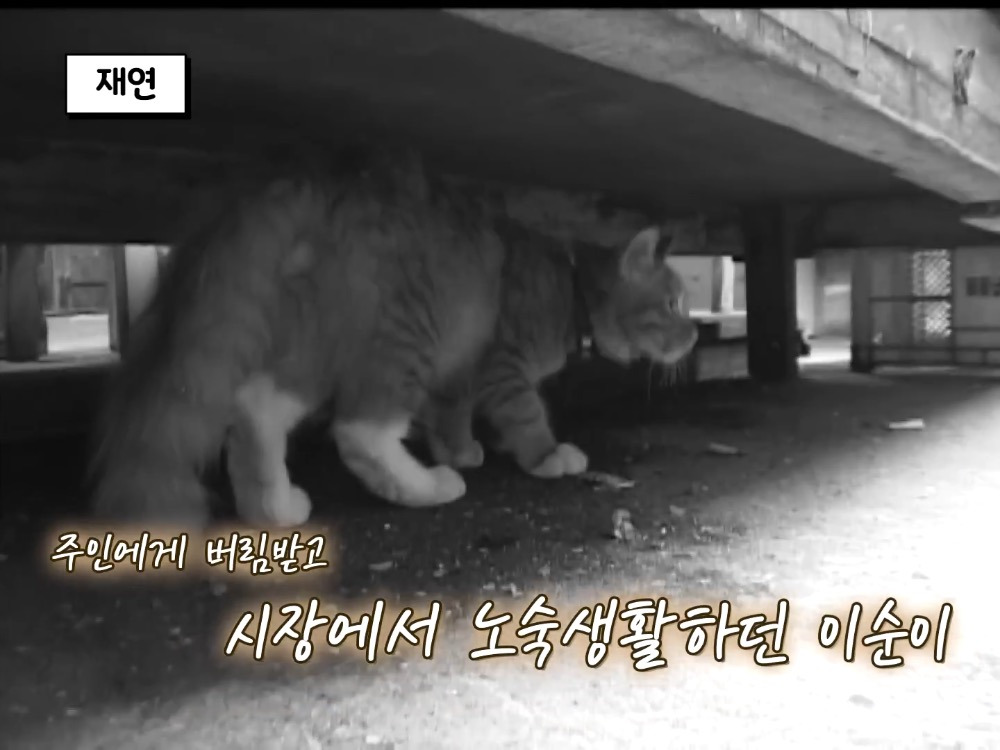 거북이 오너 고양이 | 인스티즈
