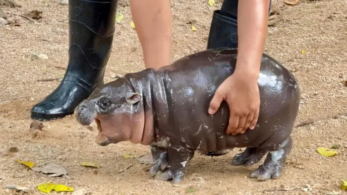 하마 이미지
