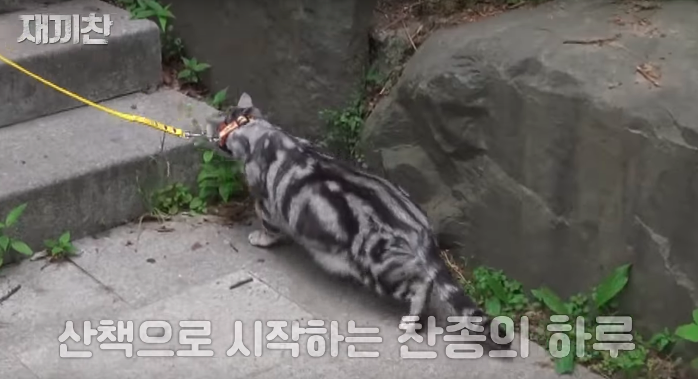 고양이 산책 시키는 강아지 훈련사 이찬종 선생님 | 인스티즈