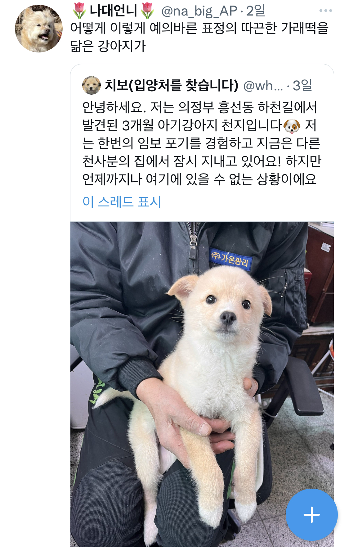 어떻게 이렇게 예의바른 표정의 따끈한 가래떡을 닮은 강아지가.twt | 인스티즈