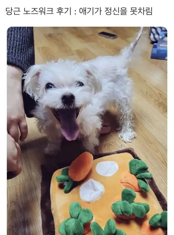 노즈 이미지