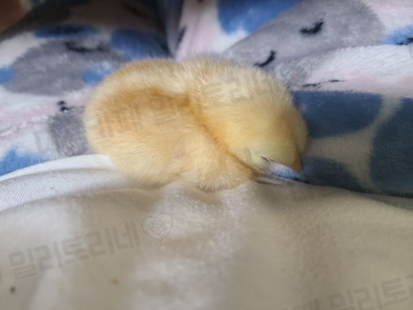 병아리들 내 보지 좋아함 | 인스티즈