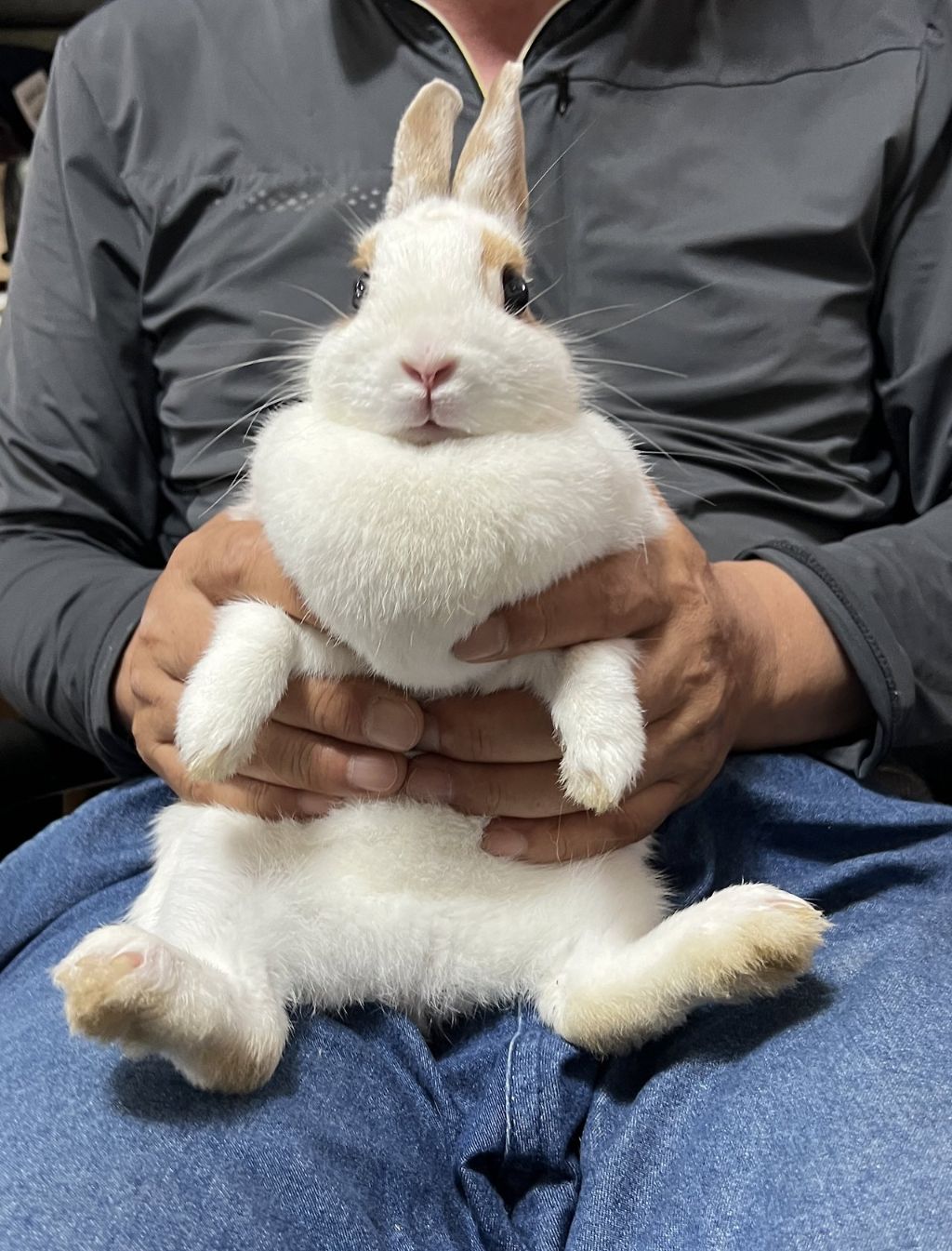 토끼 이미지