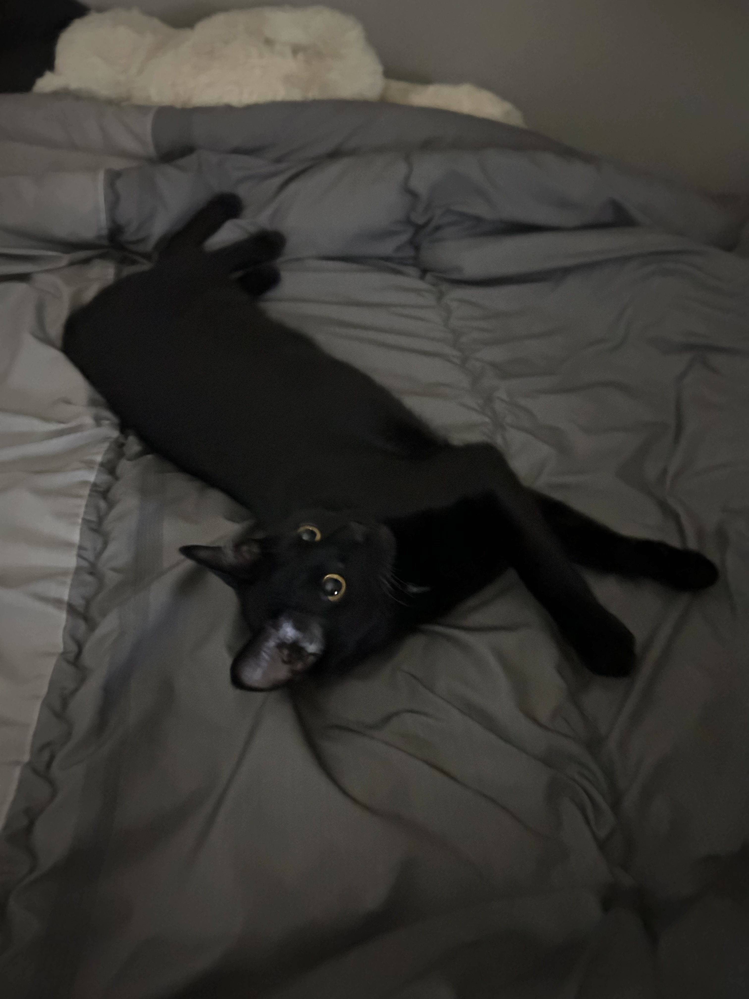 (입홍)✨ 도도한 외모지만 사람이 너무 좋은 개냥이남매 가족을 찾아요 ✨ | 인스티즈