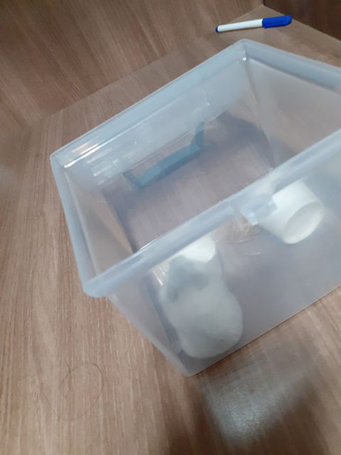 집에서 쥐 나왔는데 햄스터 같기도 하고..(+후기) | 인스티즈