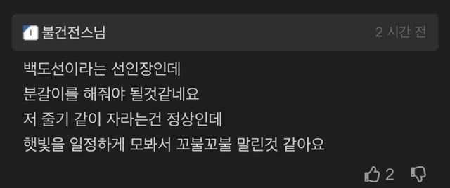 키우는 선인장이 이상해요ㅠㅠ.jpg | 인스티즈