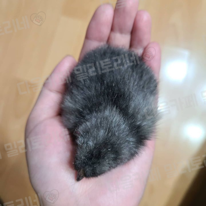 병아리들 내 보지 좋아함 | 인스티즈