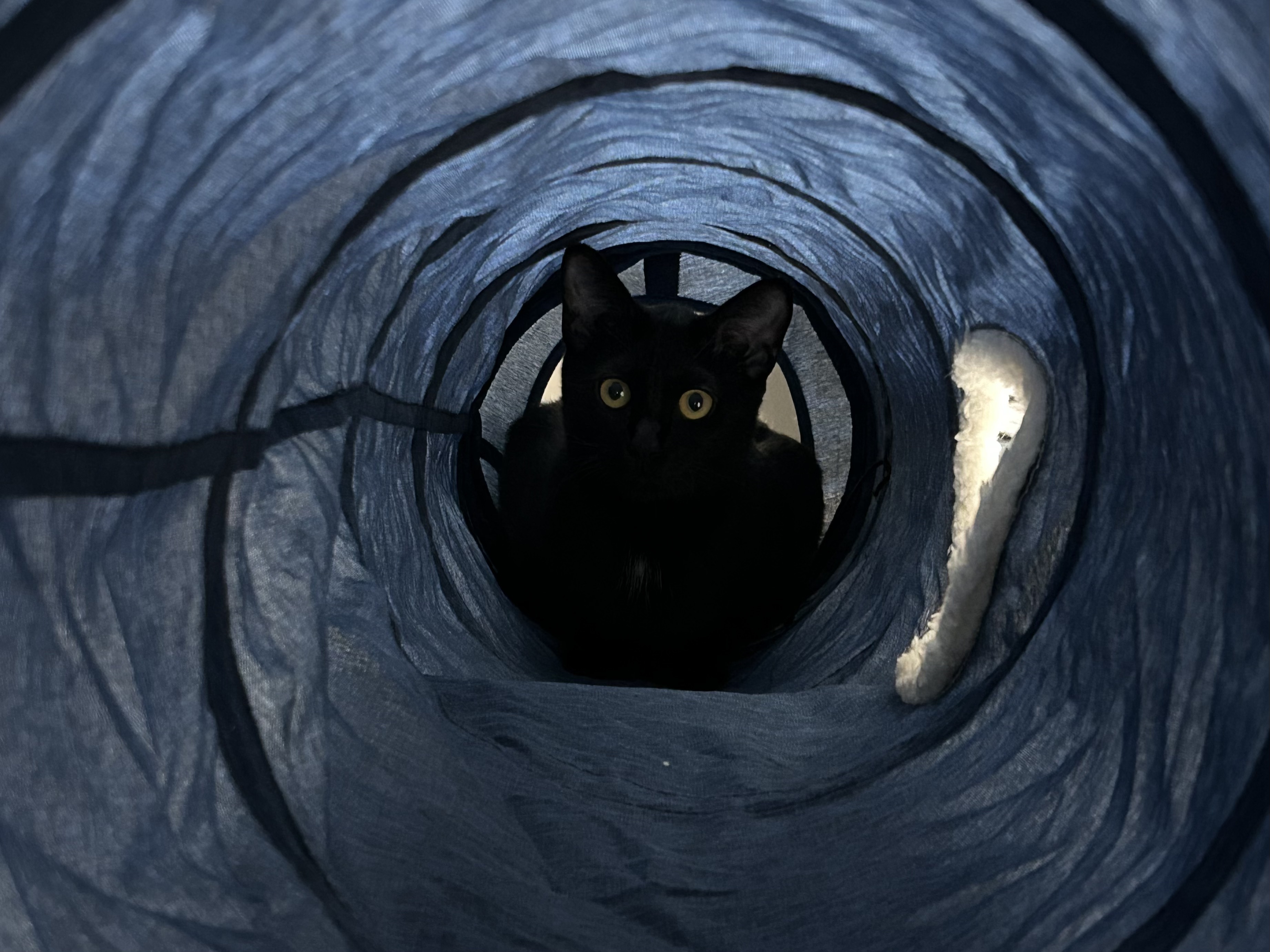 (입홍)✨ 도도한 외모지만 사람이 너무 좋은 개냥이남매 가족을 찾아요 ✨ | 인스티즈