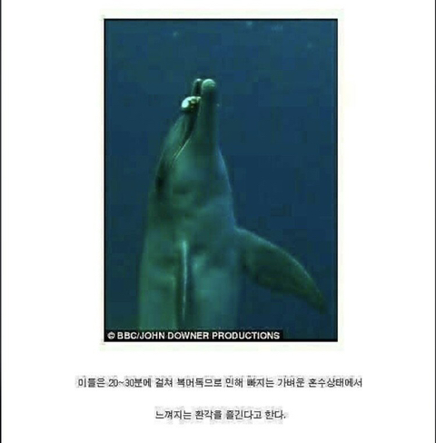 돌고래들이 마약하는 법 | 인스티즈