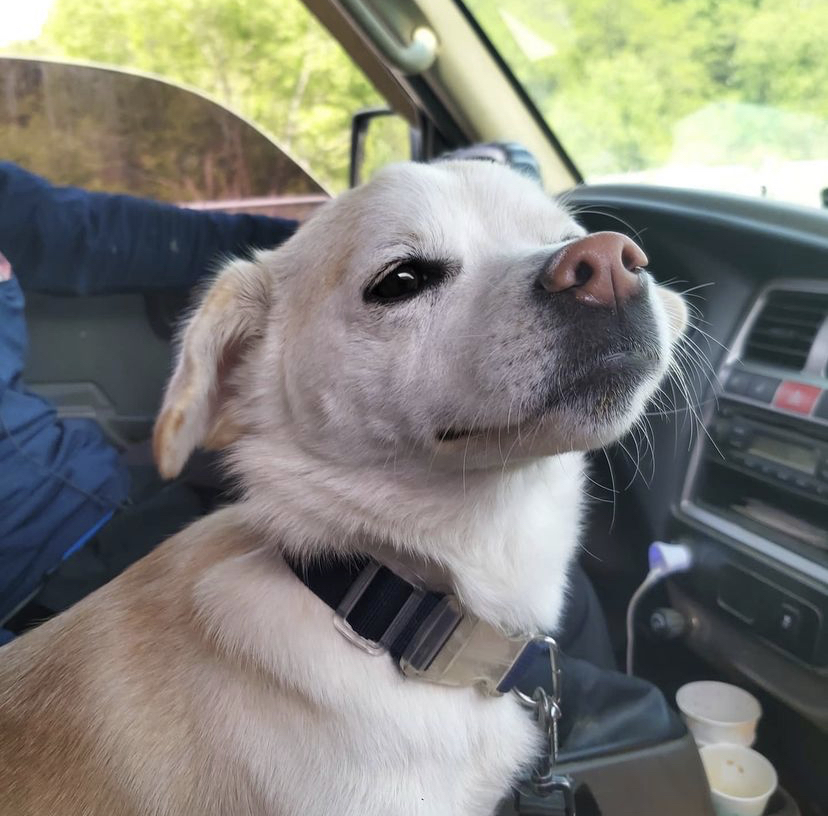 한 때 대한민국에서 모르는 사람이 없던 강아지 | 인스티즈