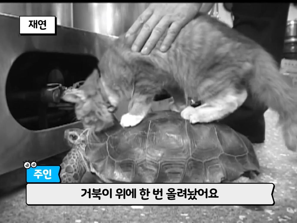 거북이 오너 고양이 | 인스티즈