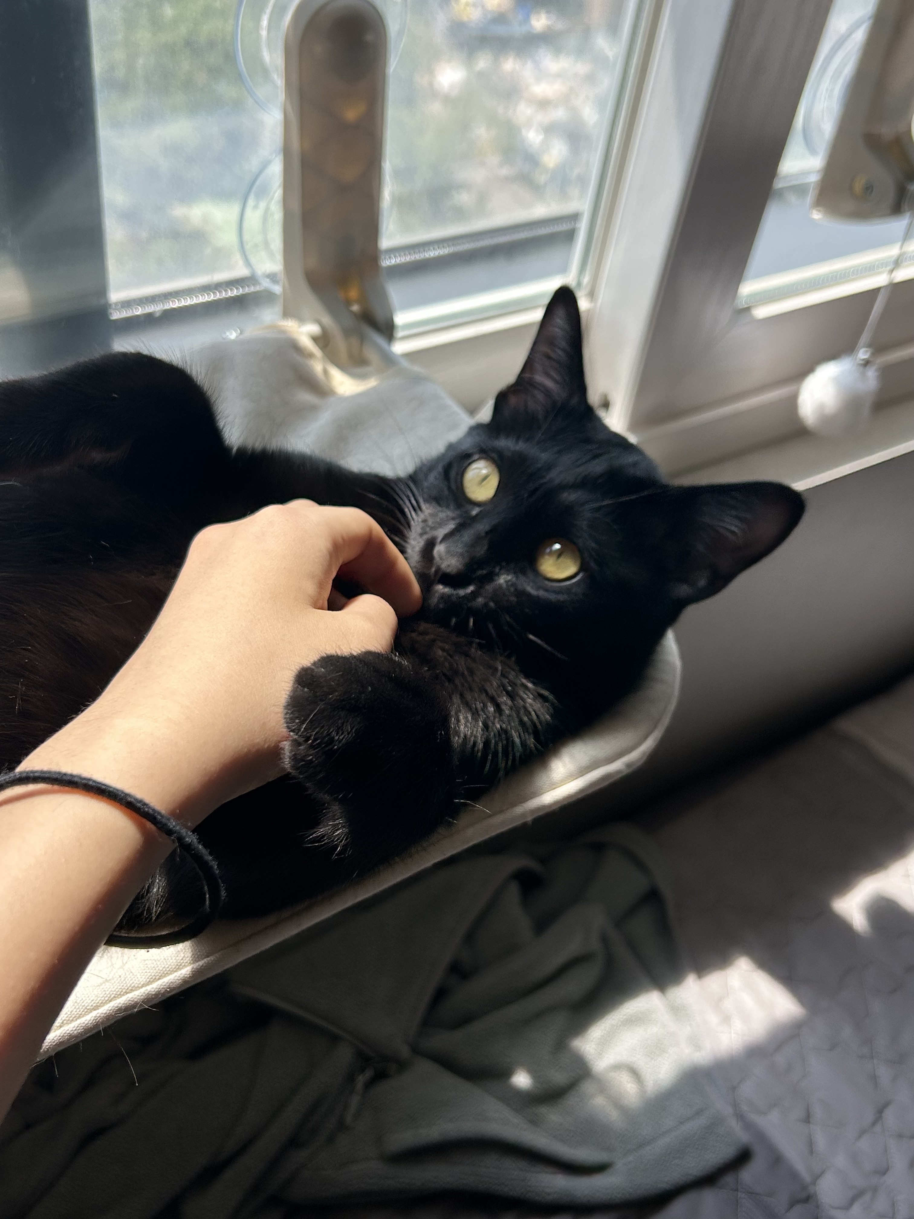 (입홍)✨ 도도한 외모지만 사람이 너무 좋은 개냥이남매 가족을 찾아요 ✨ | 인스티즈