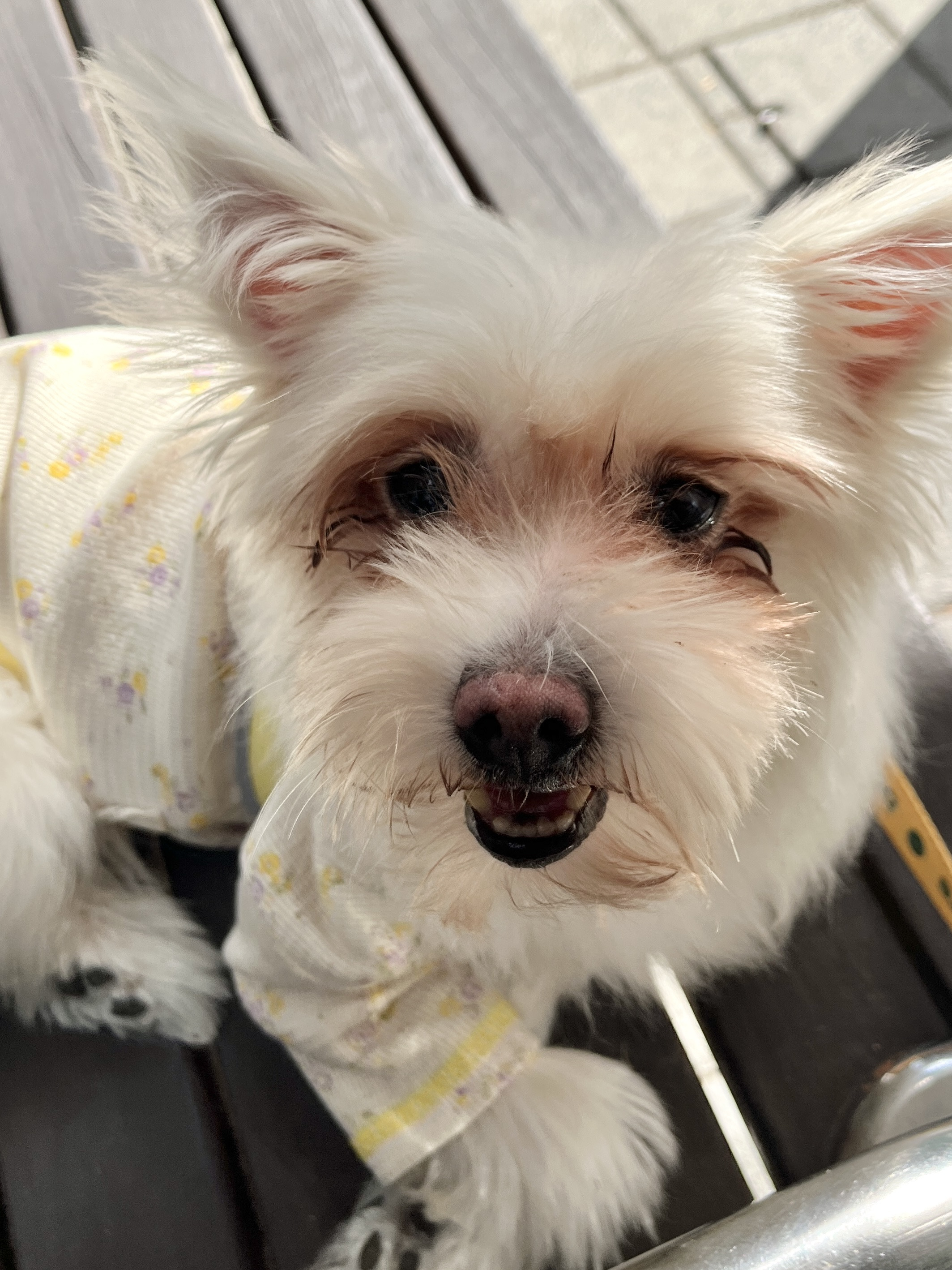 🐶: 저기.. 나랑 연말도 새해도 같이 보내자..❤️ 3개월 단기임보처 괌! | 인스티즈