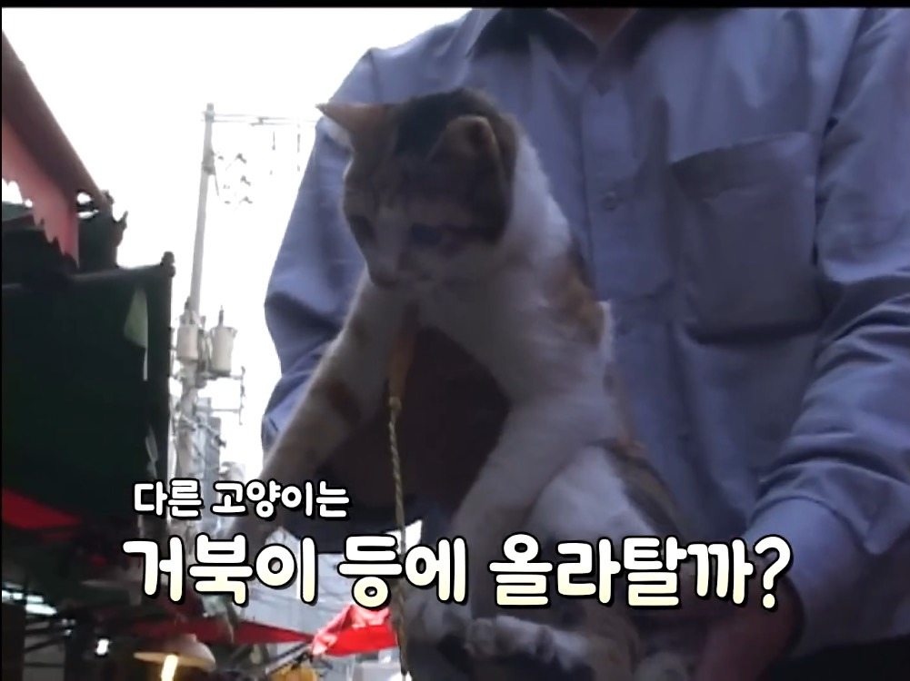 거북이 오너 고양이 | 인스티즈