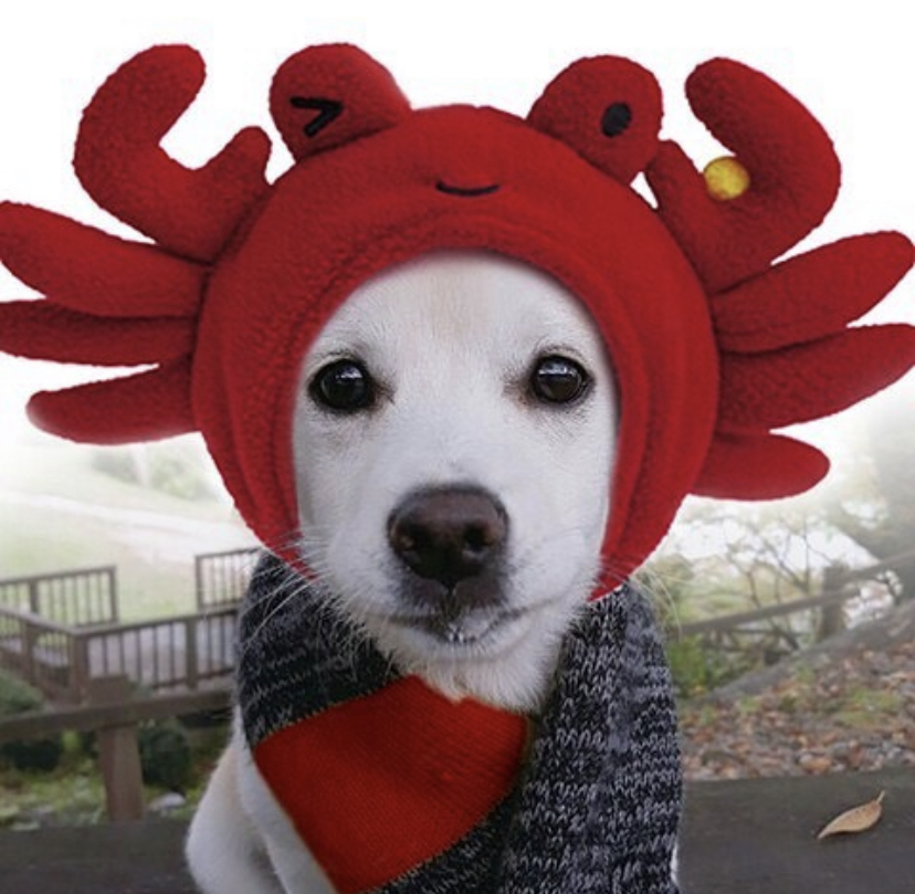 한 때 대한민국에서 모르는 사람이 없던 강아지 | 인스티즈