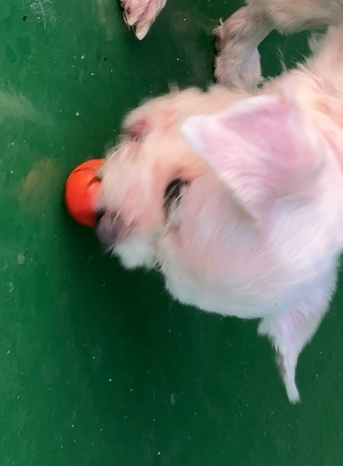 우리집 옥상정원에 토마토가 자꾸 사라지는거야 결국 도둑 잡음;; | 인스티즈