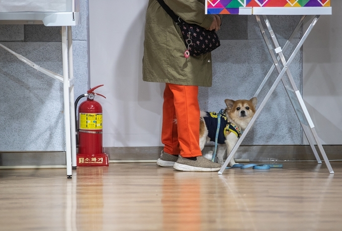 사전투표, 견공도 궁금해! | 인스티즈