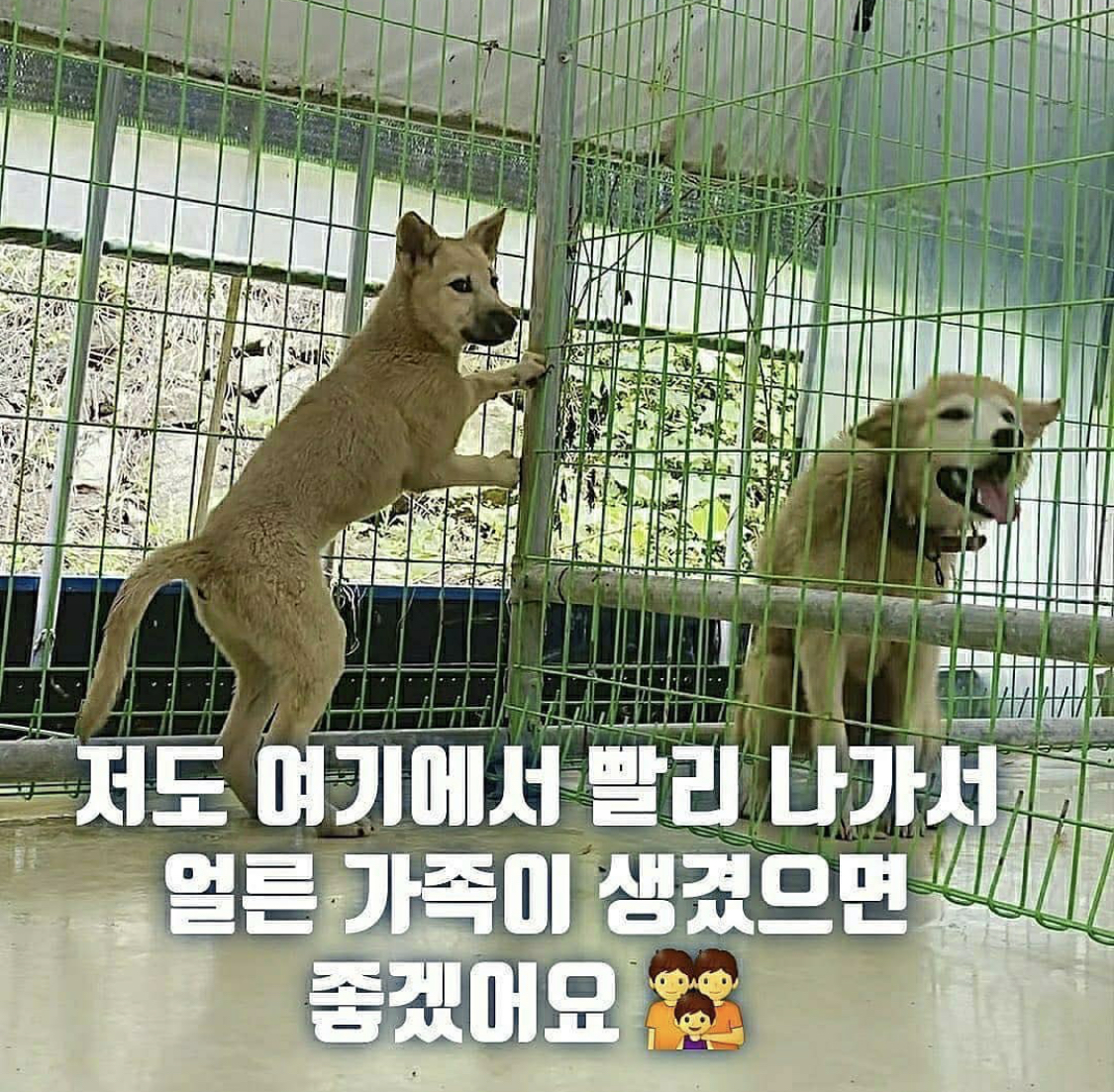 심바 이번주 안락사 확정 | 인스티즈