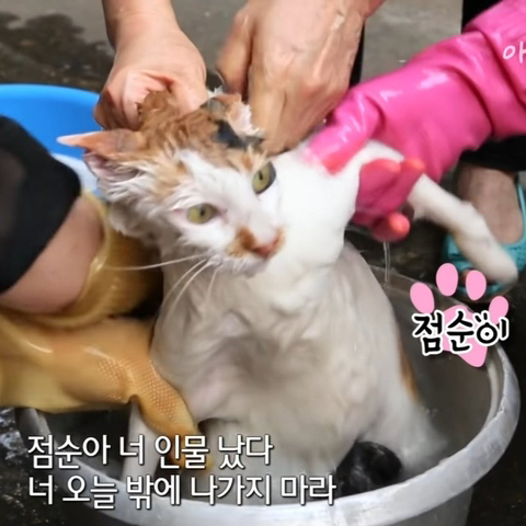 점순이 이미지