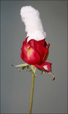 아펠 이미지