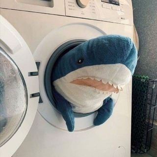 핑돼 이미지