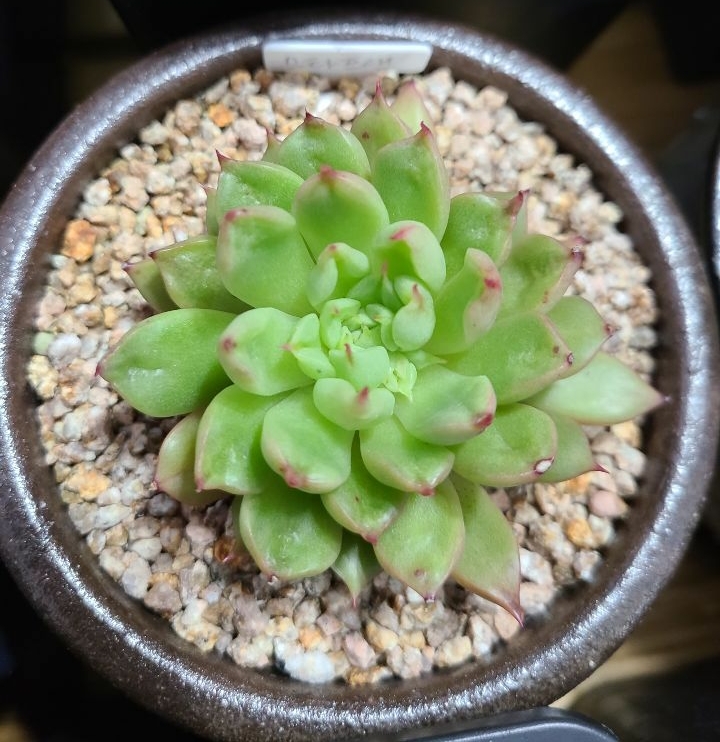 프랜스타 이미지