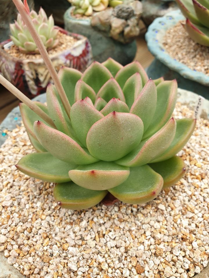 아이와인 이미지
