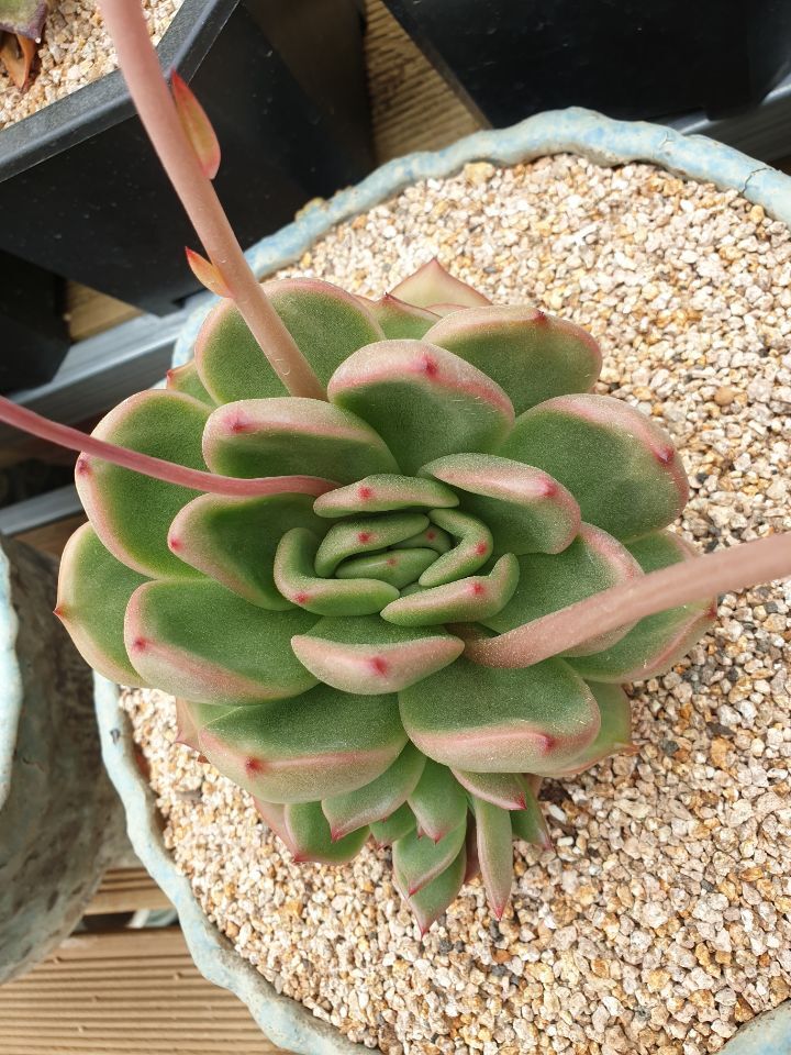 아이와인 이미지