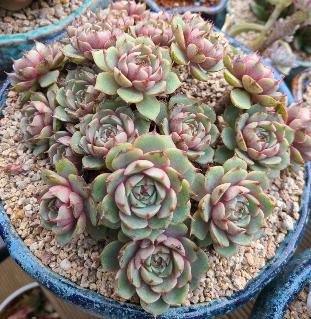 바디스 이미지