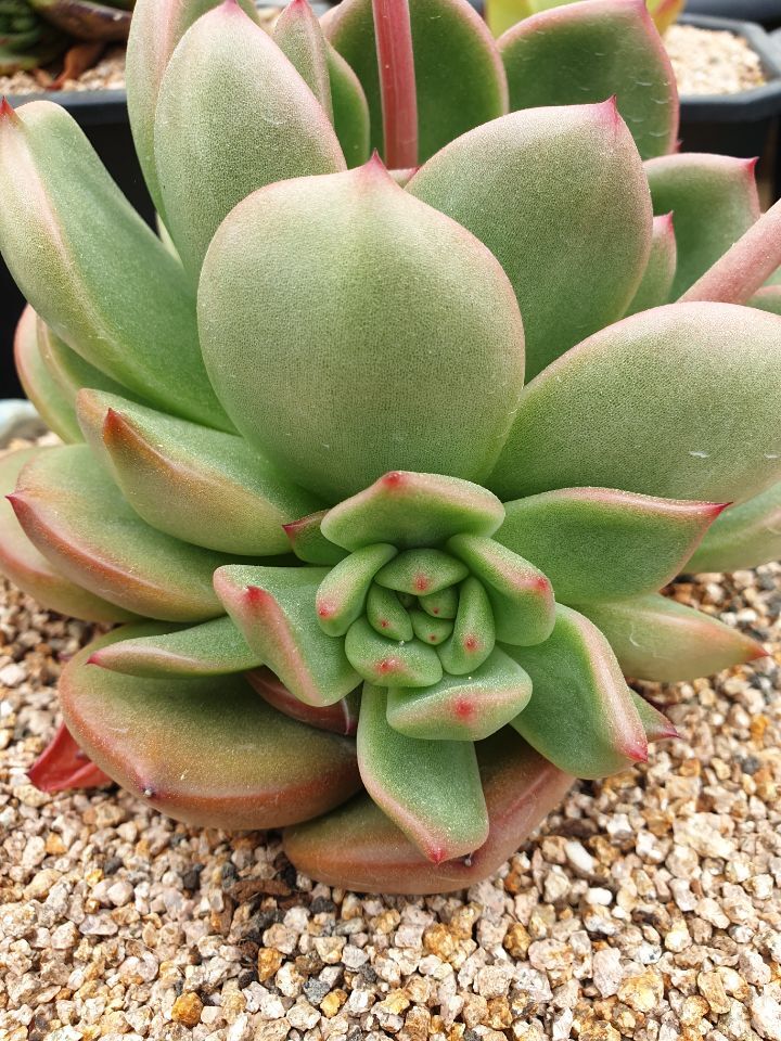 아이와인 이미지