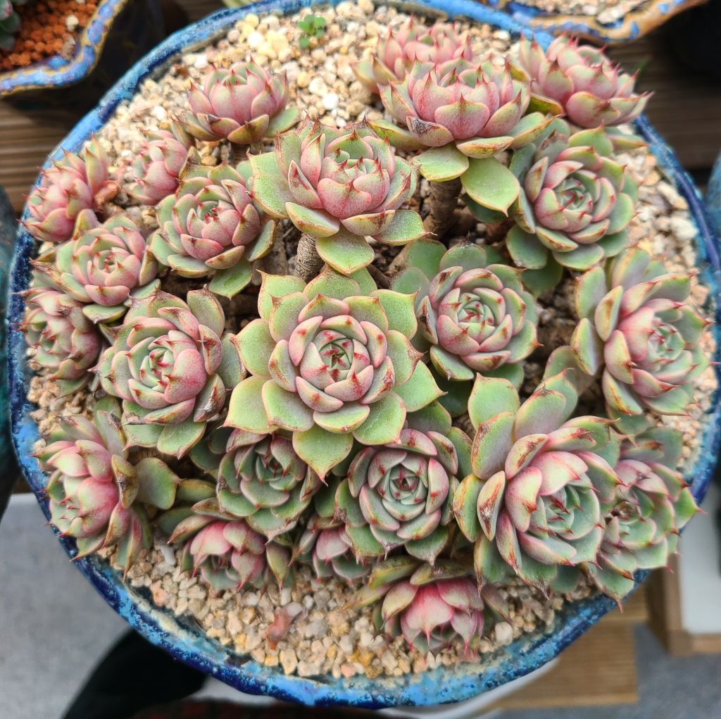 바디스 이미지