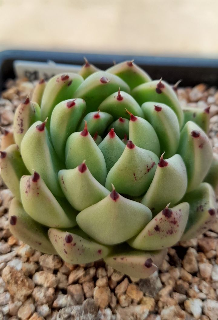 엘리아 이미지