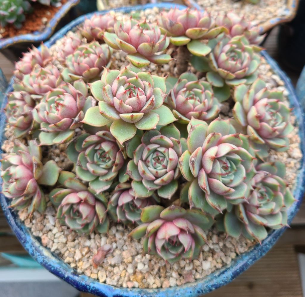 바디스 이미지
