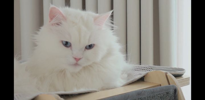 코코멍 이미지