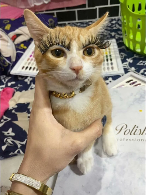 고양이속눈썹 이미지