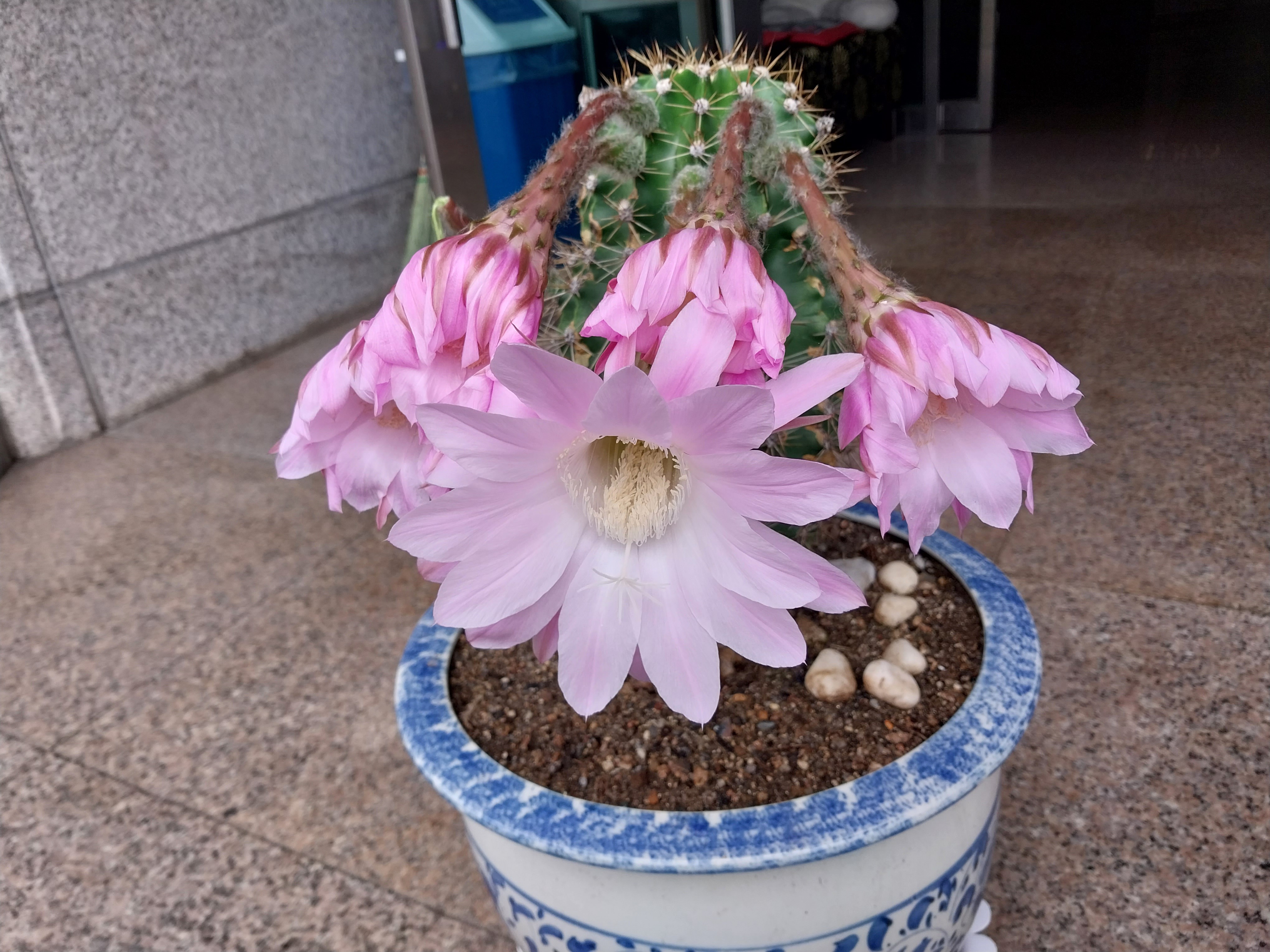 라온하제 이미지